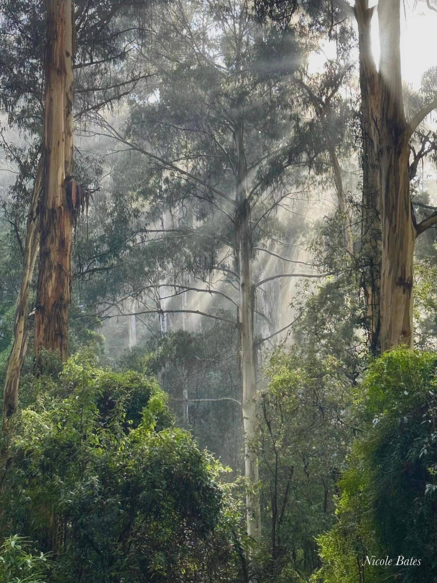 Sassafras Treehouse Private Home In The Dandenong Ranges, Victoria エクステリア 写真
