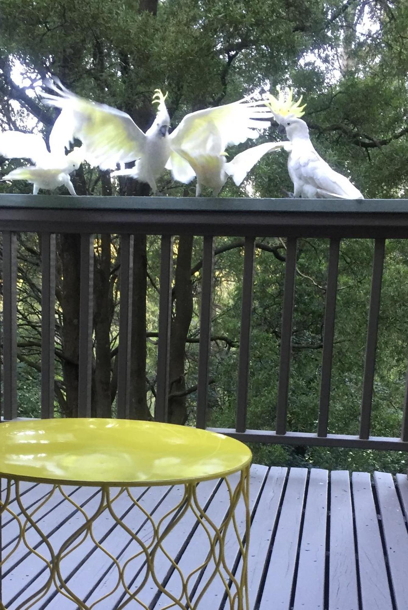 Sassafras Treehouse Private Home In The Dandenong Ranges, Victoria エクステリア 写真